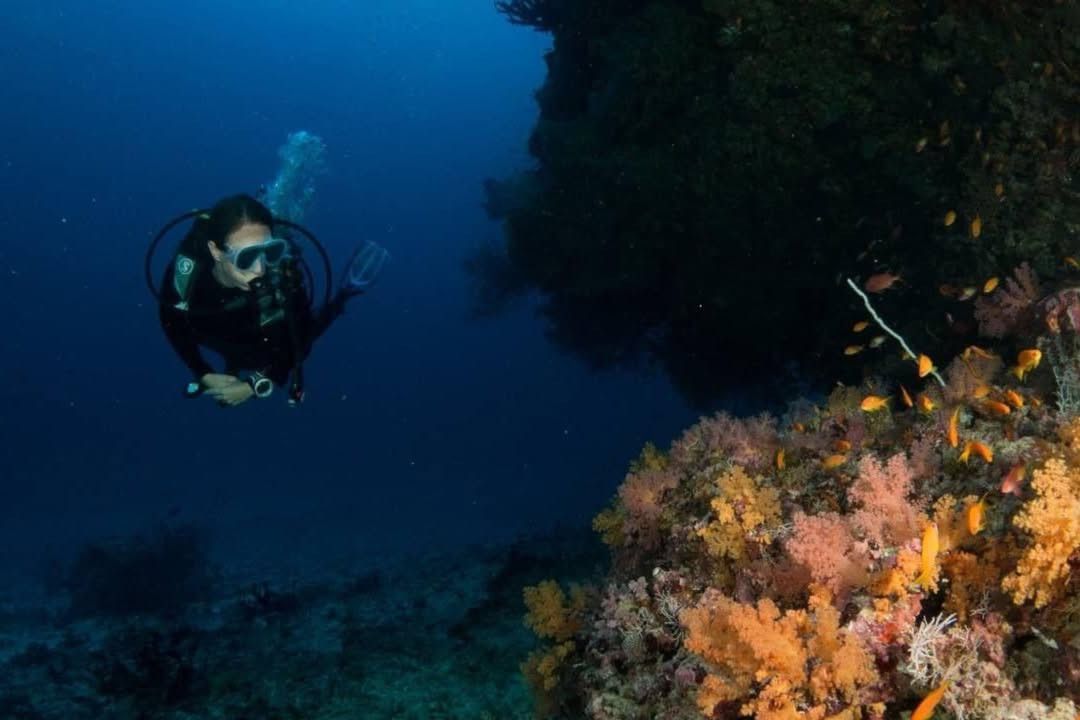 Diver beside a soft-coral reef wall