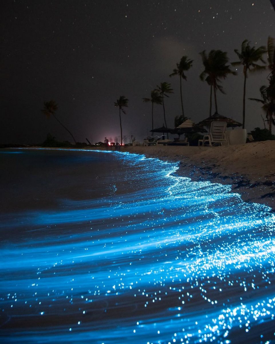 Bioluminescent plankton lighting the shoreline